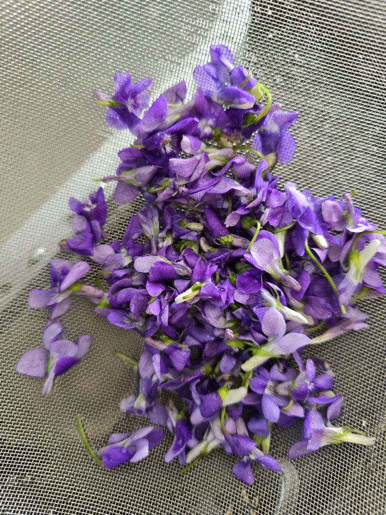 Petite récolte de violettes fraîches déposée dans une passoire