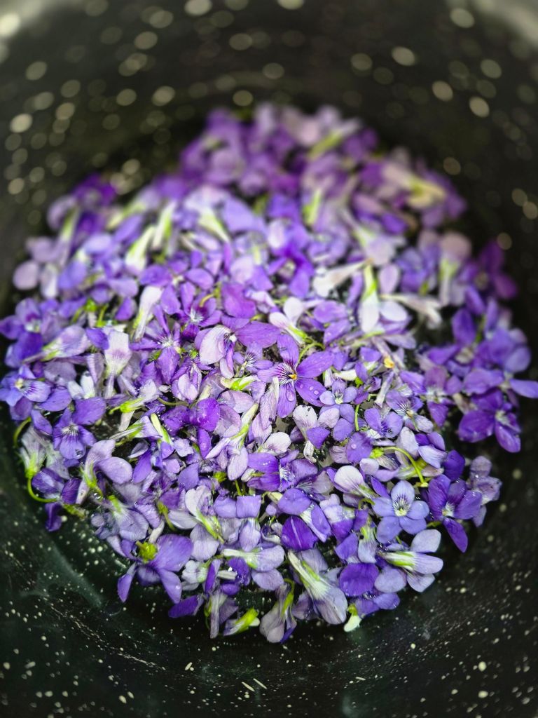 Grande quantité de fleurs de violette réunies dans une casserole