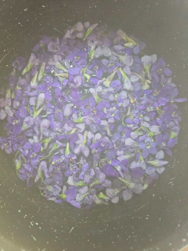 Fleurs de violette plongées dans l’eau au fond d’une casserole