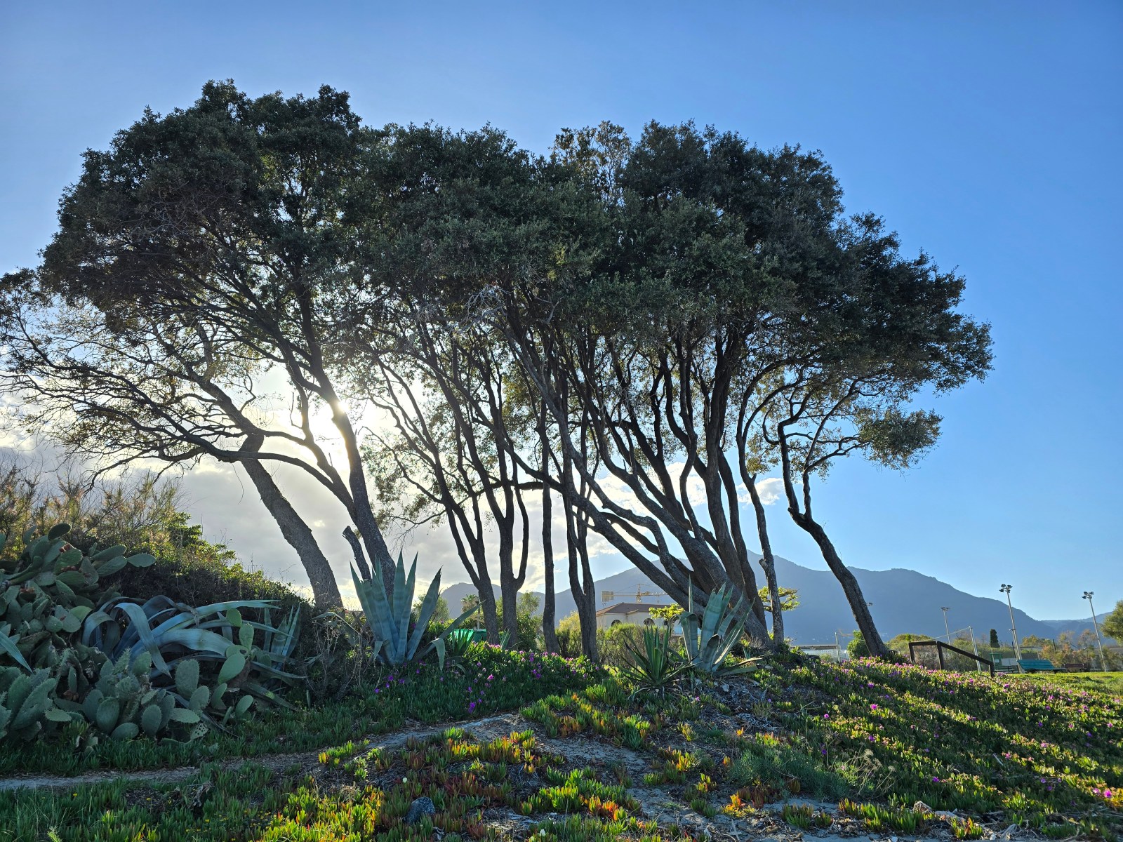 Paysage végétal observé par Les Curieux du Réel