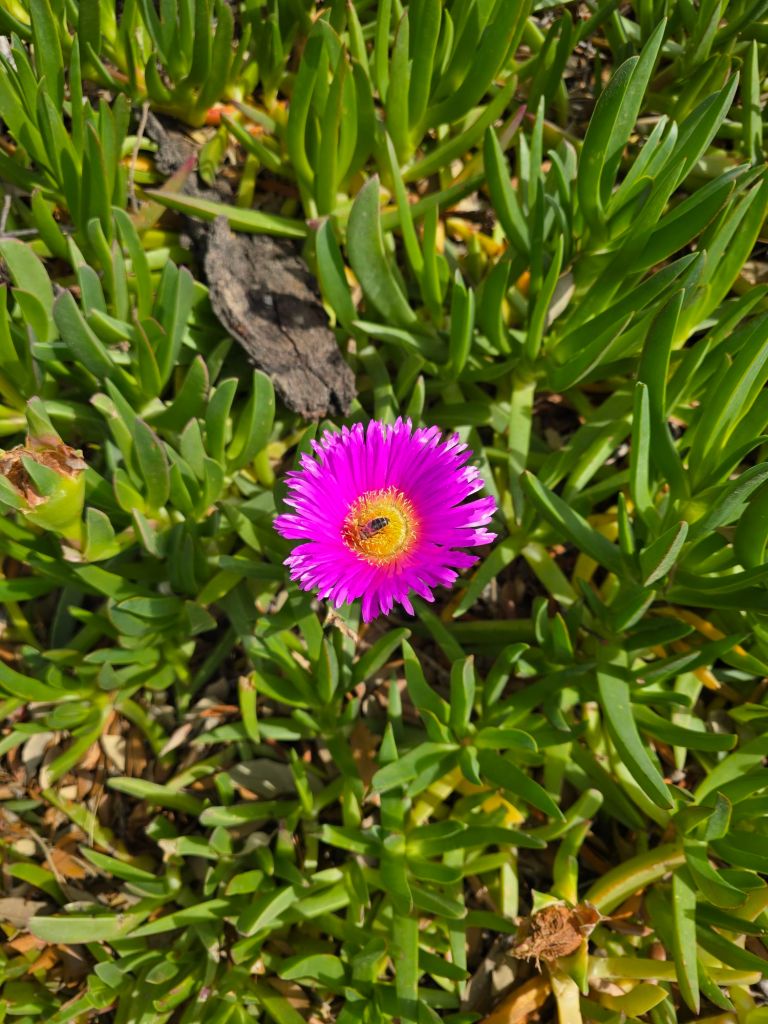Fleur rose de griffe de sorcière visitée par une abeille