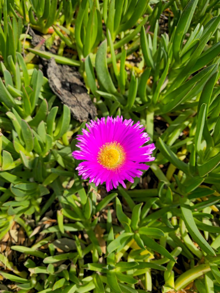 Fleur rose de griffe de sorcière au milieu de ses feuilles charnues