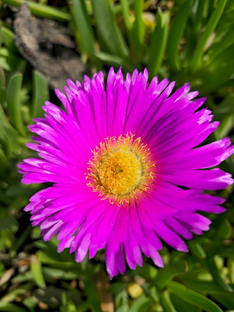 Gros plan d’une fleur rose vif de griffe de sorcière au cœur jaune