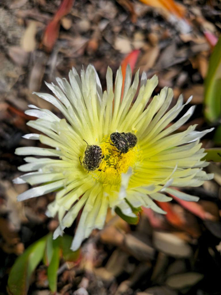 Fleur de griffe de sorcière avec plusieurs cétoines dorées