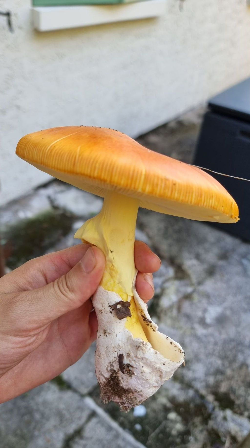 Les oronges, ou encore l&rsquo;amanite des&nbsp;Césars