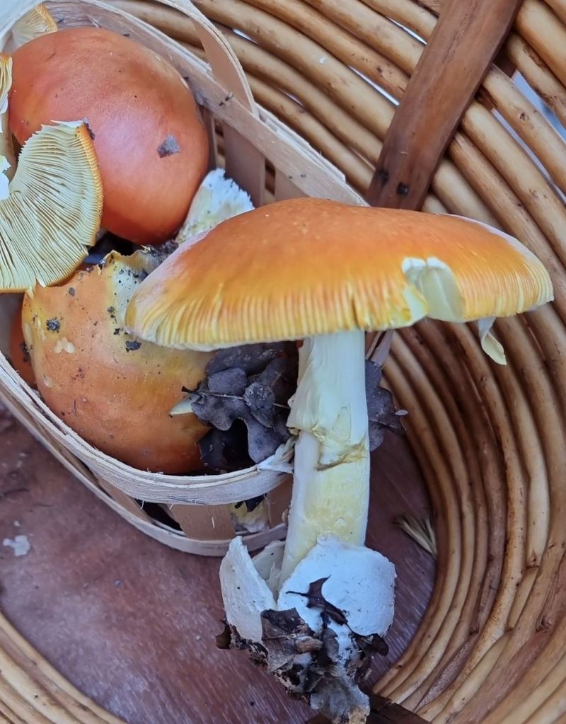 Amanite des Césars entière montrant le pied, l’anneau et la volve à sa base
