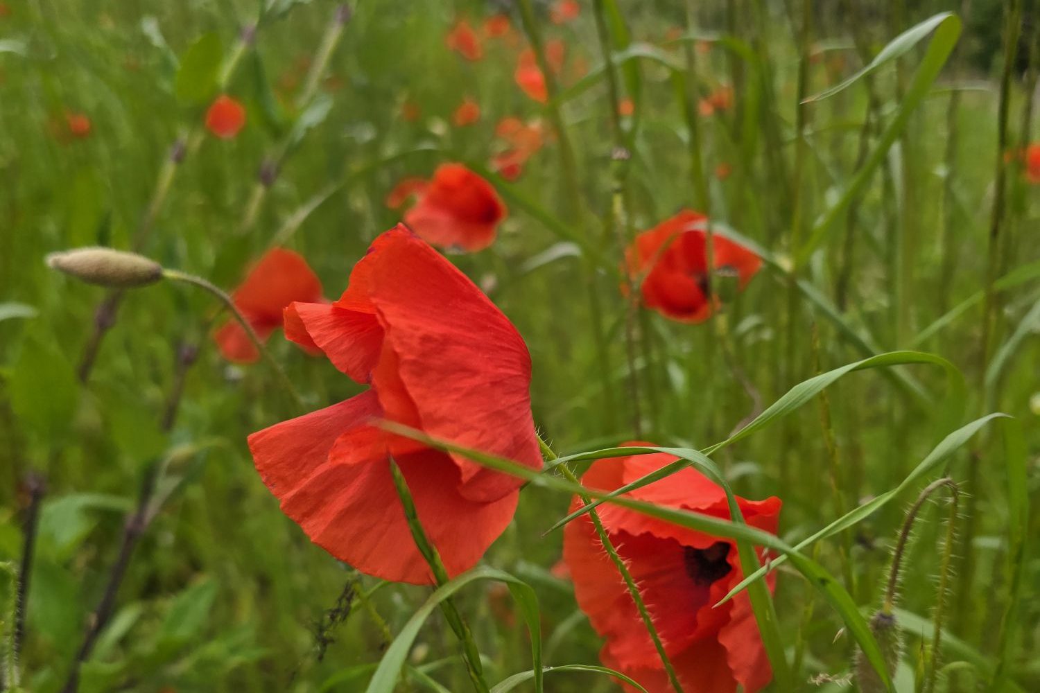 Coquelicots rouges dans un champ parmi les herbes sauvages