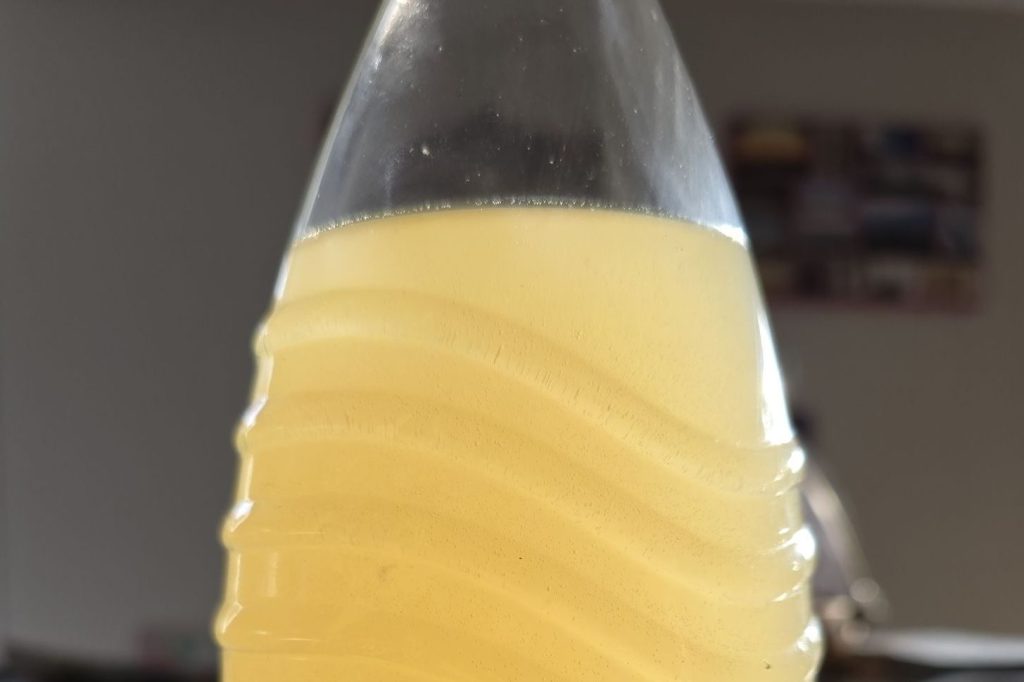 Champagne des fées : une boisson fermentée aux fleurs de&nbsp;sureau