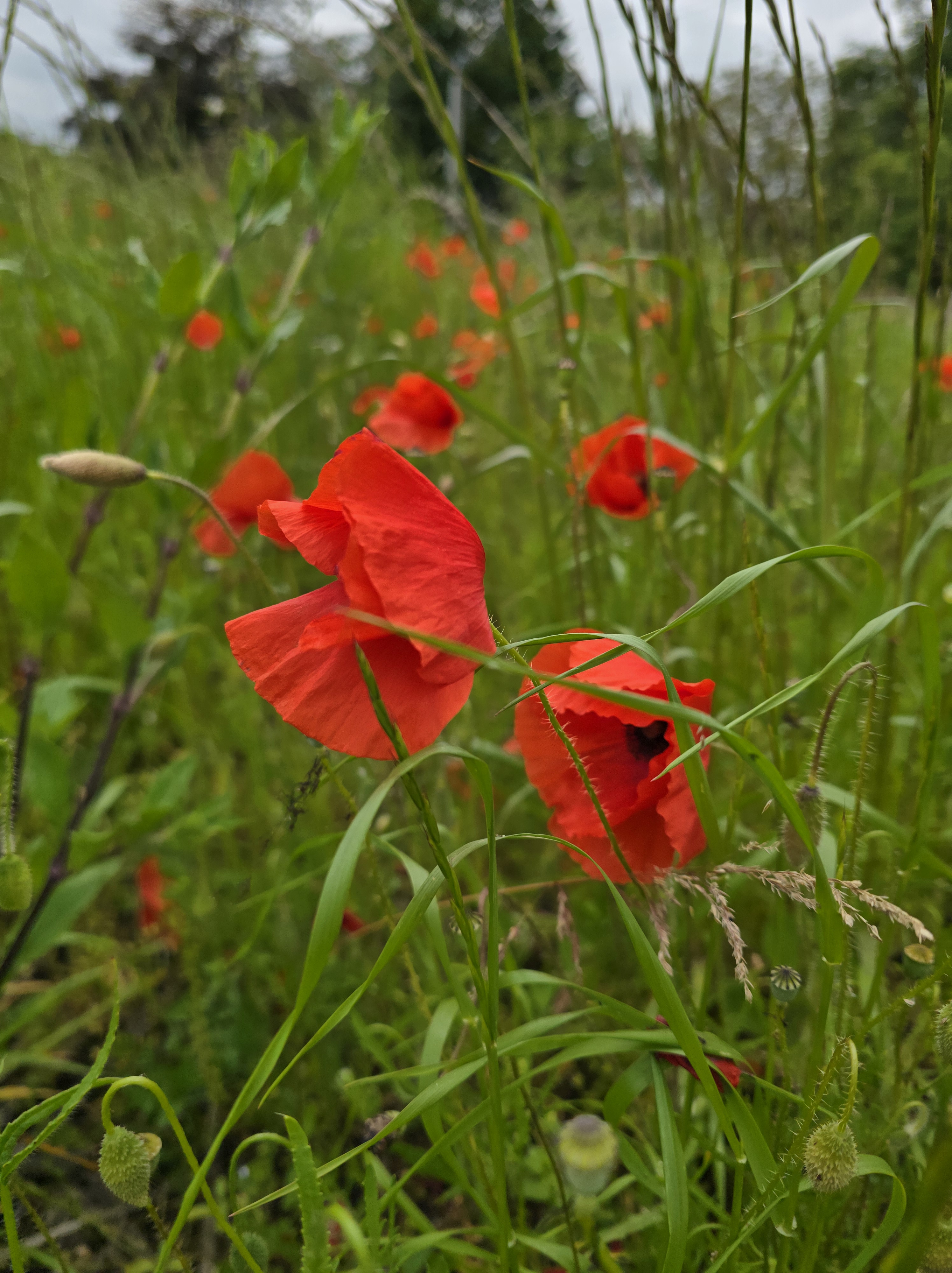 Coquelicots rouges dans un champ