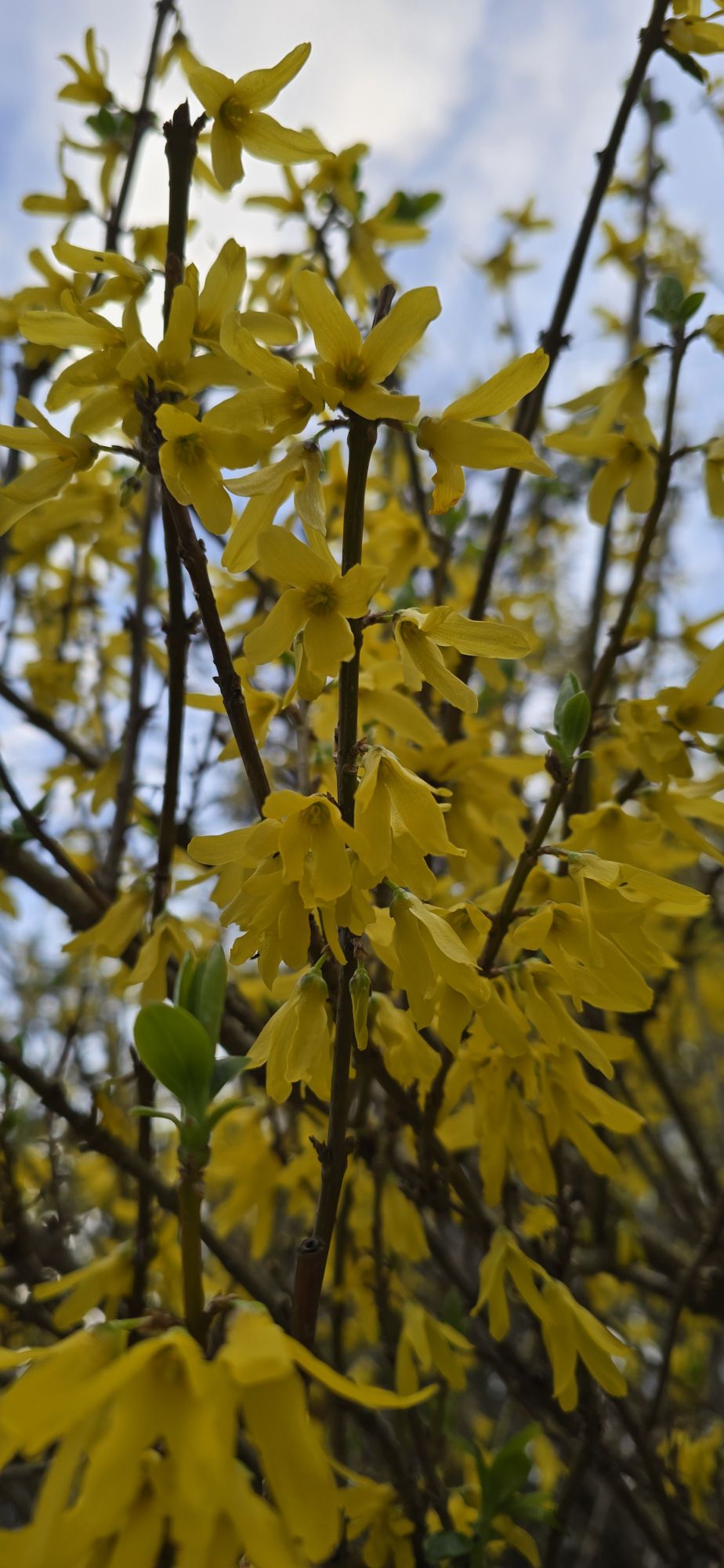 Fleurs jaunes de forsythia portées par des rameaux encore peu feuillés