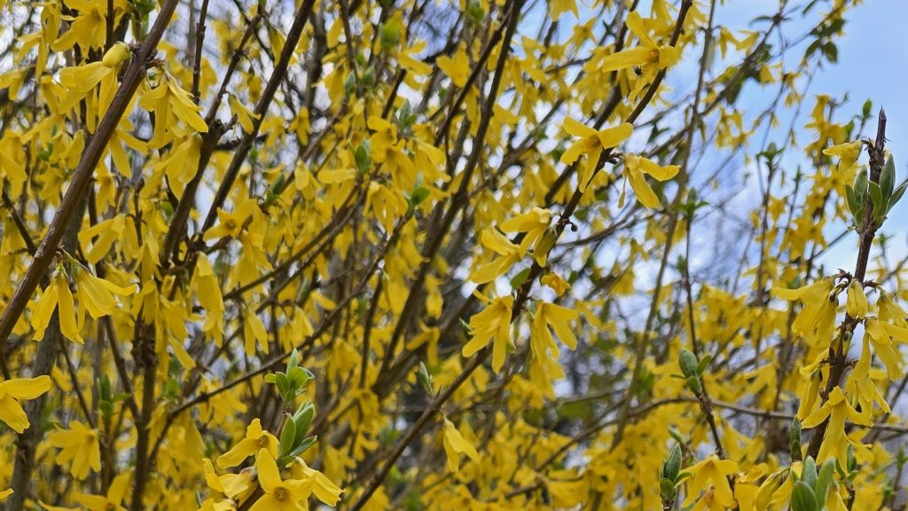 Sirop de forsythia : une recette de&nbsp;printemps
