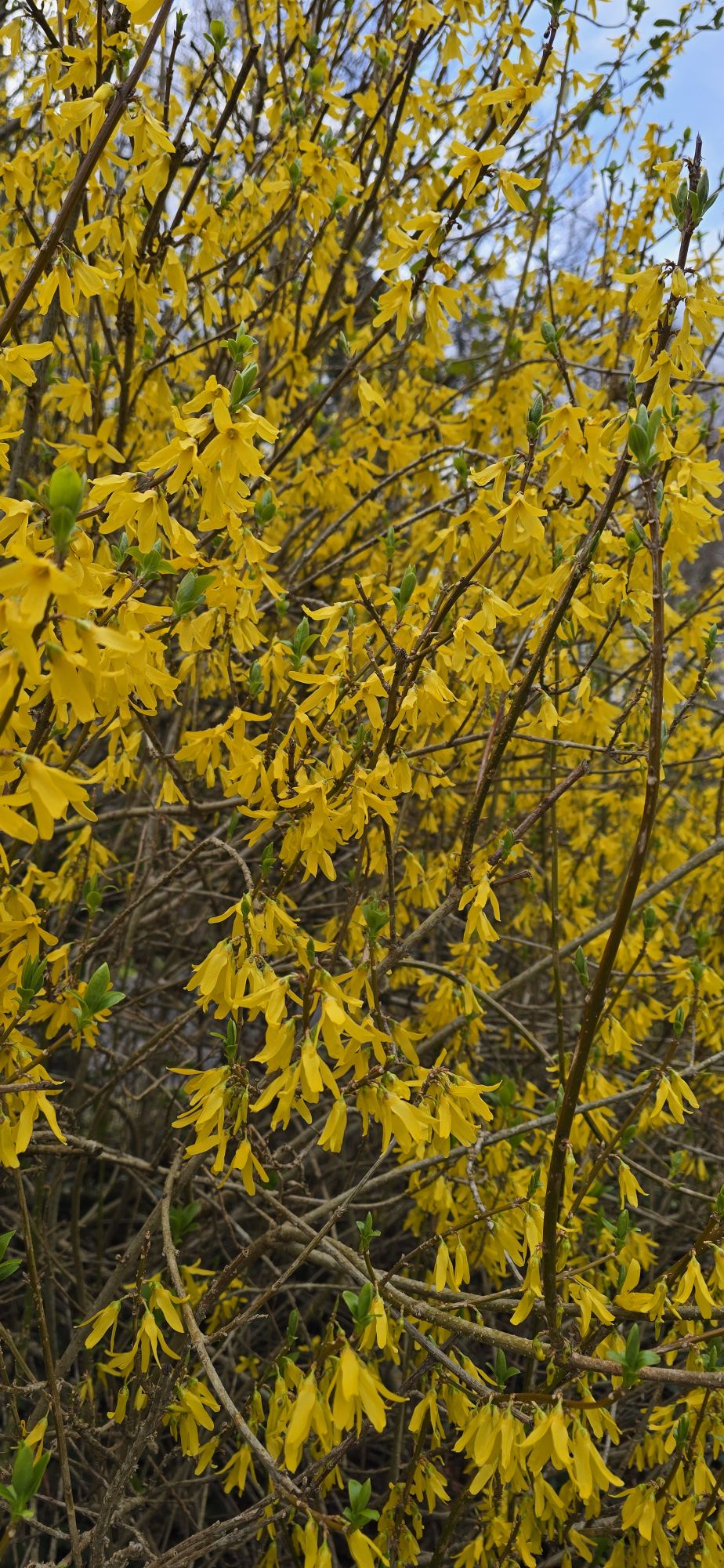 Forsythia couvert de fleurs jaunes au début du printemps