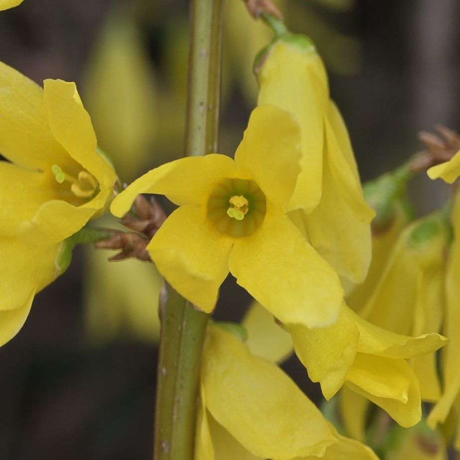 Gros plan d’une fleur de forsythia montrant sa corolle jaune à quatre lobes