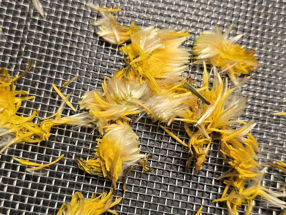 Fleurons jaunes de pissenlit séparés des parties vertes