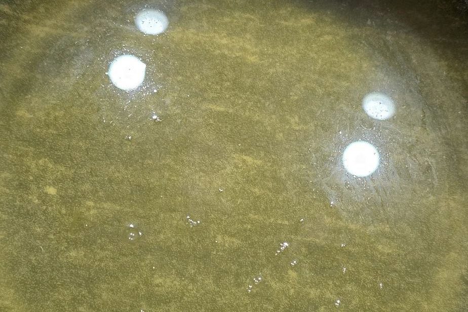 Infusion de pissenlit filtrée avant l’ajout du sucre