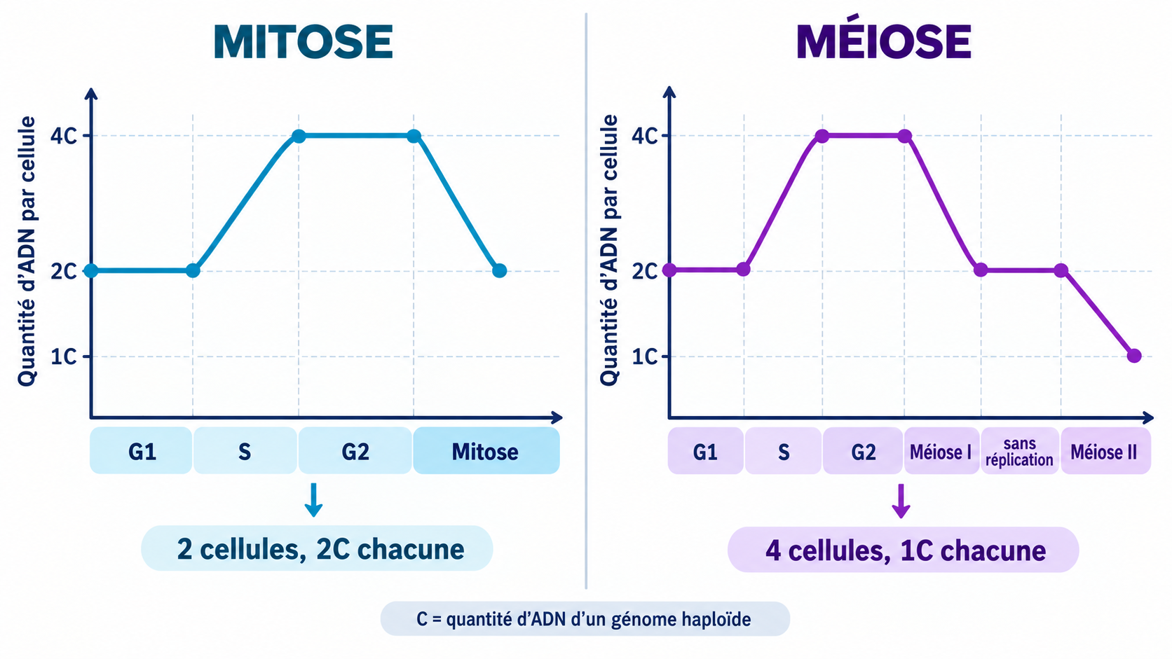 Graphiques comparant la quantité d’ADN par cellule pendant la mitose et la méiose : 2C à 4C puis 2C en mitose ; 2C à 4C puis 2C et 1C en méiose