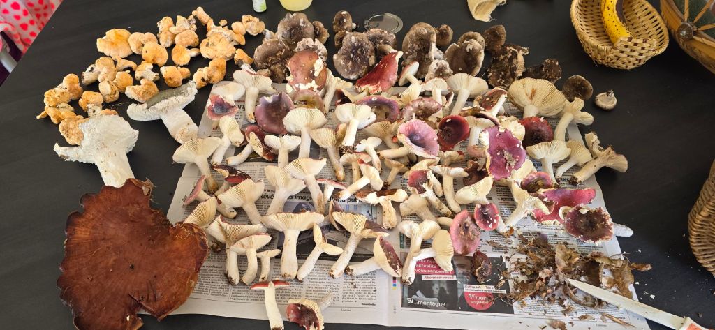 Champignons sauvages : de la cueillette à l’assiette, avec&nbsp;prudence