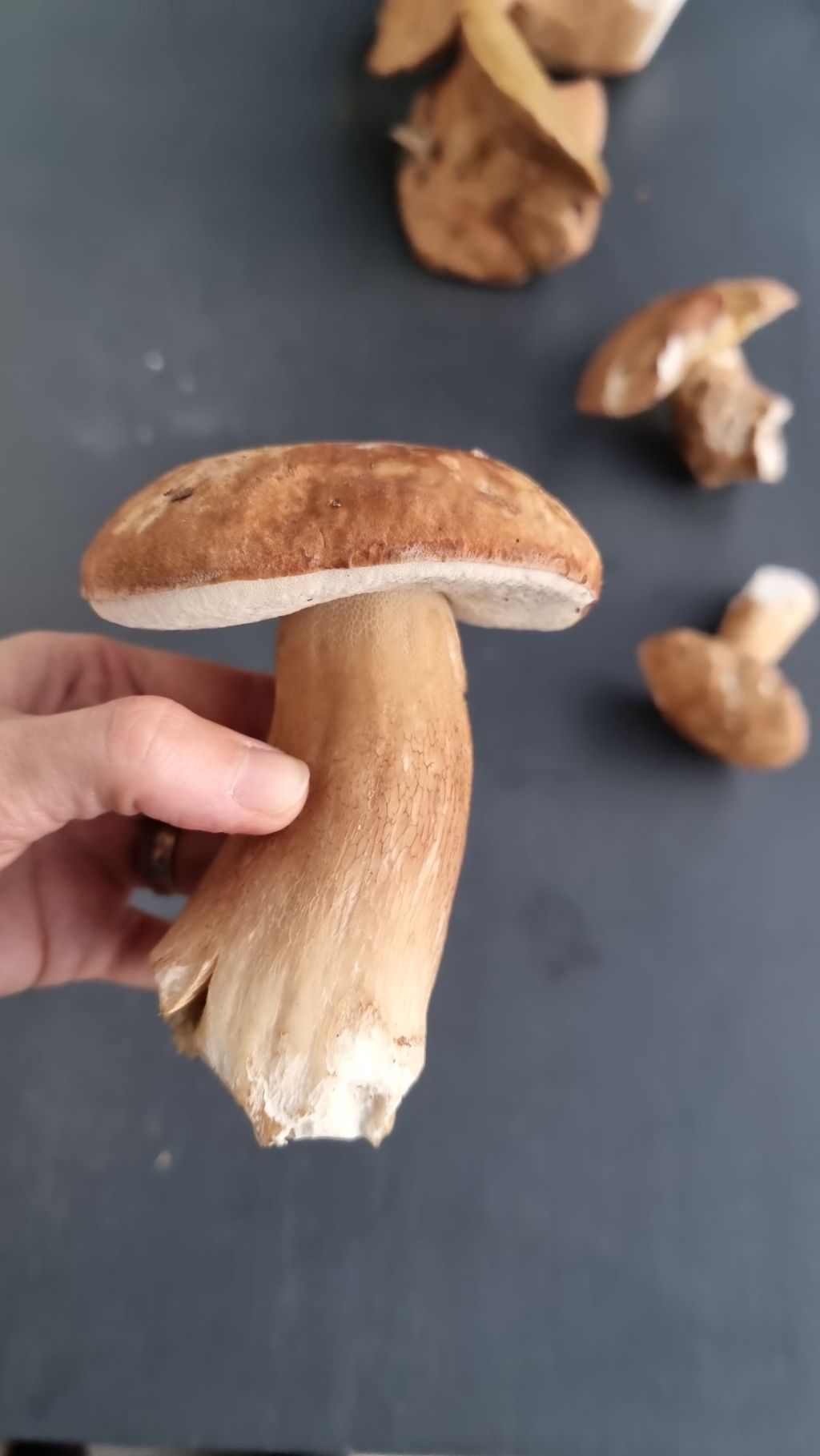 Introduction à la mycologie : apprendre à identifier avec&nbsp;prudence